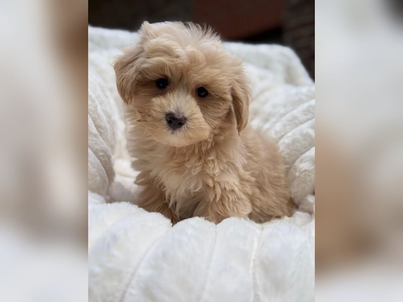 Maltipoo Malteser Toy Pudel Mix Welpen