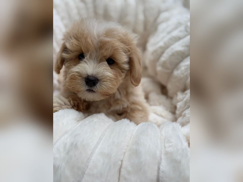 Maltipoo Malteser Toy Pudel Mix Welpen