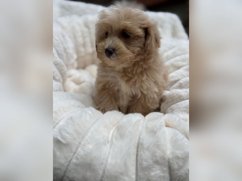 Maltipoo Malteser Toy Pudel Mix Welpen