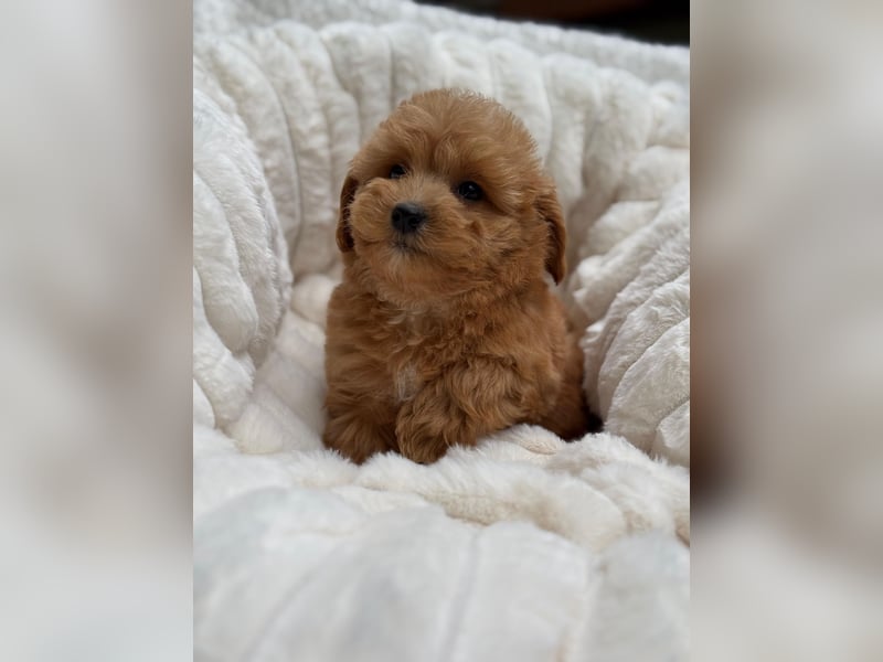 Maltipoo Malteser Toy Pudel Mix Welpen
