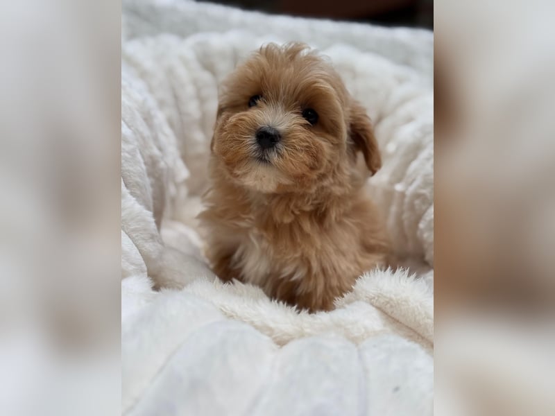 Maltipoo Malteser Toy Pudel Mix Welpen
