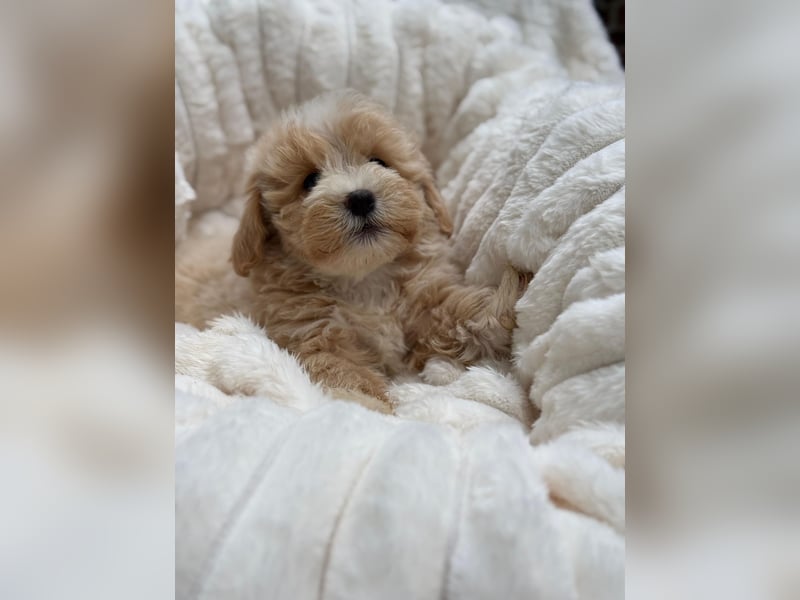Maltipoo Malteser Toy Pudel Mix Welpen