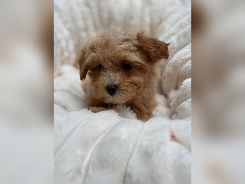 Maltipoo Malteser Toy Pudel Mix Welpen