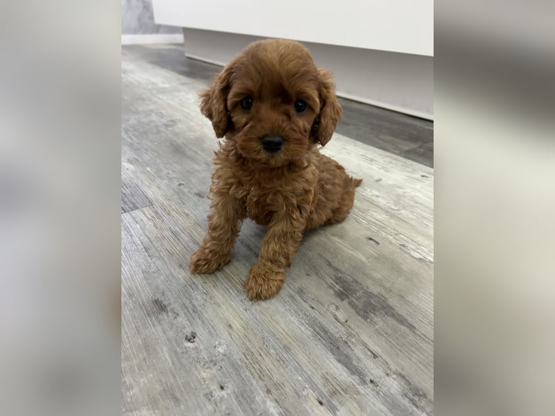 Maltipoo Welpen Pudel Malteser Mischling