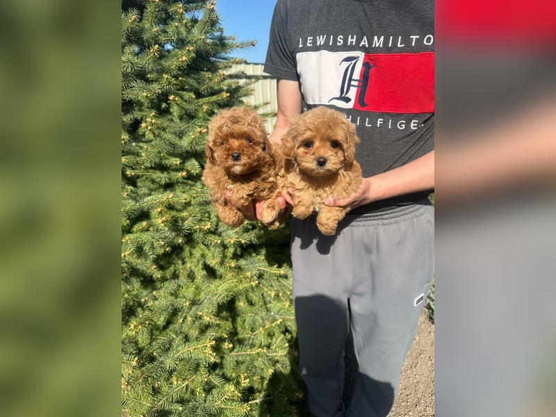 Maltipoo Welpen Pudel Malteser Mischling