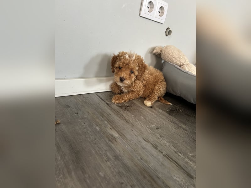 Maltipoo Welpen Pudel Malteser Mischling
