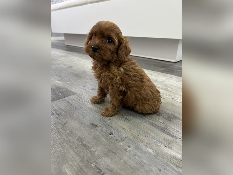 Maltipoo Welpen Pudel Malteser Mischling