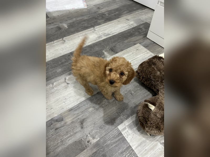 Maltipoo Welpen Pudel Malteser Mischling