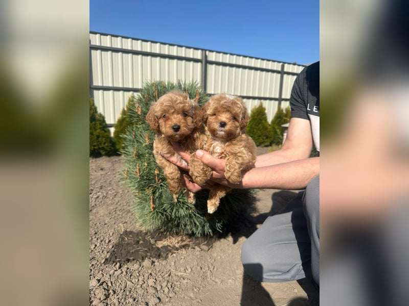Maltipoo Welpen Pudel Malteser Mischling