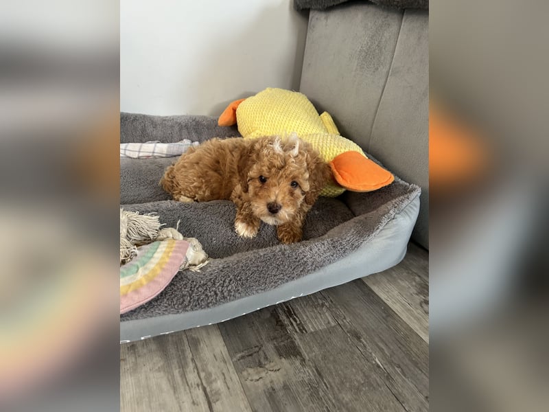 Maltipoo Welpen Pudel Malteser Mischling