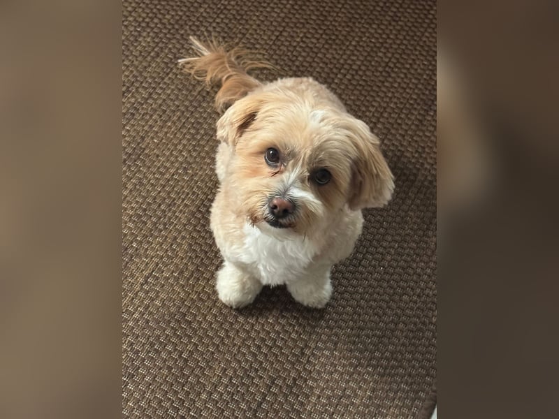 Deckrüde Hugo Charmanter Maltipoo für liebevolle Hündinnen