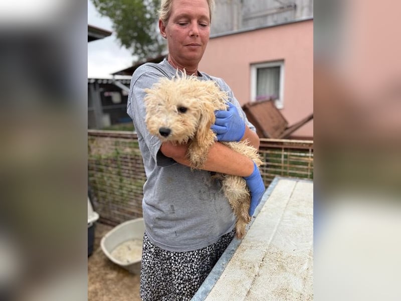 Abu, verspielter Maltipoo Welpe geb. 2025