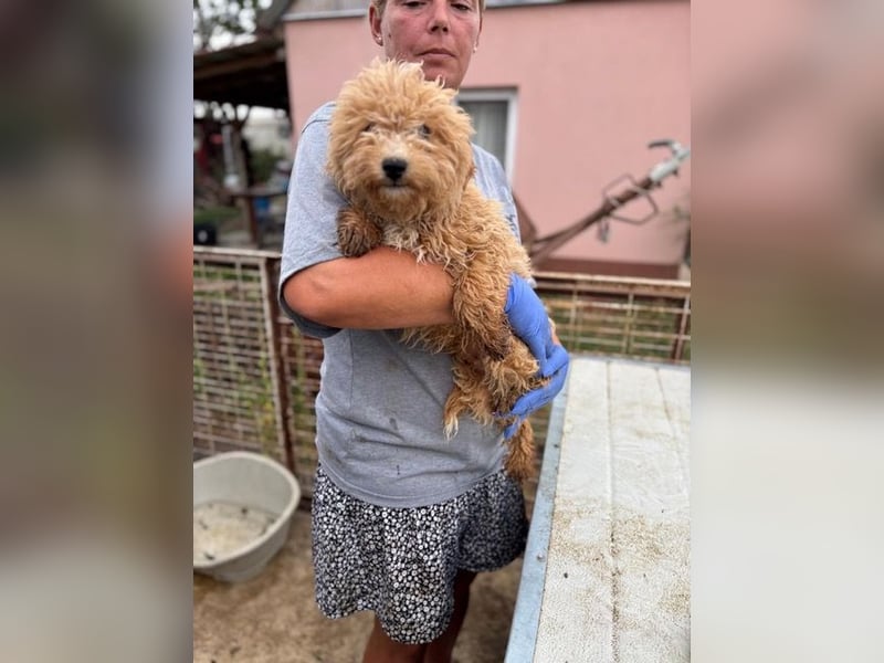 Ariko, verspielter Maltipoo Welpe geb. 2025