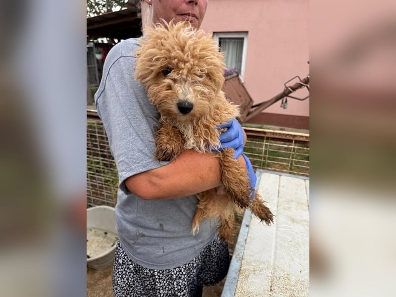 Ariko, verspielter Maltipoo Welpe geb. 2025