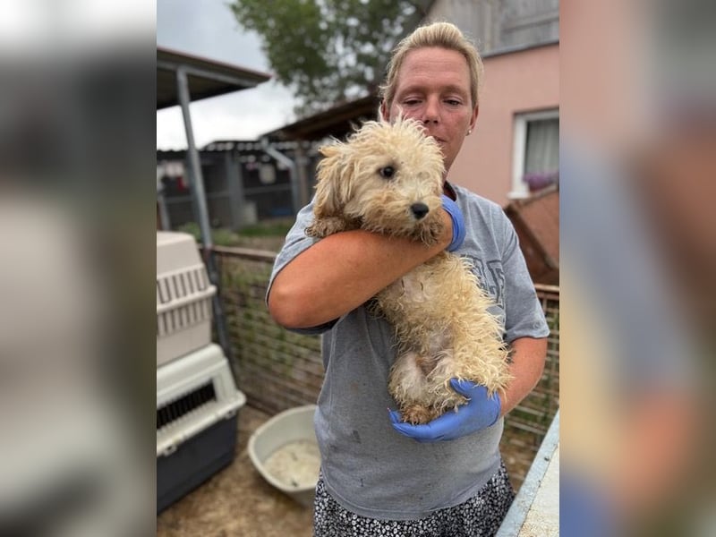 Abu, verspielter Maltipoo Welpe geb. 2025