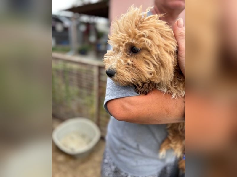 Ariko, verspielter Maltipoo Welpe geb. 2025