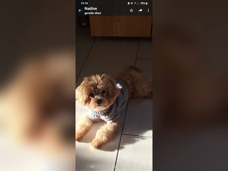 Deckrüde  Maltipoo
