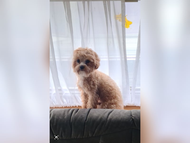 Deckrüde  Maltipoo