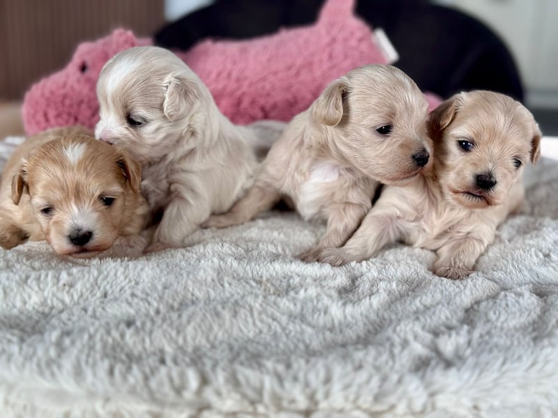 Deckrüde  Maltipoo