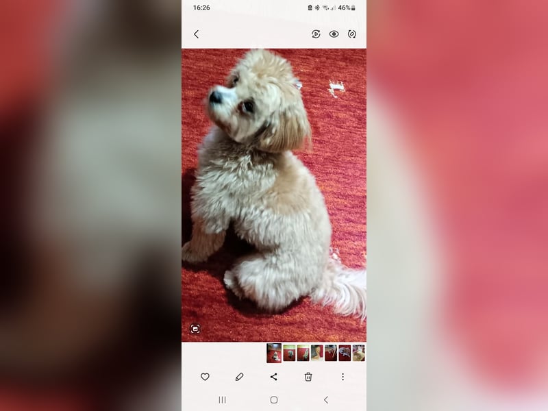 Deckrüde  Maltipoo