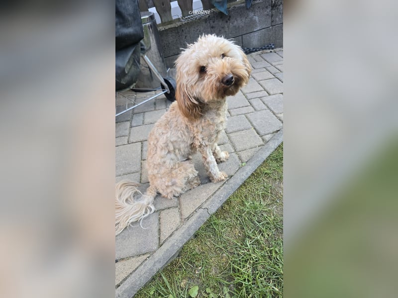 Maltipoo Rüde *dobby