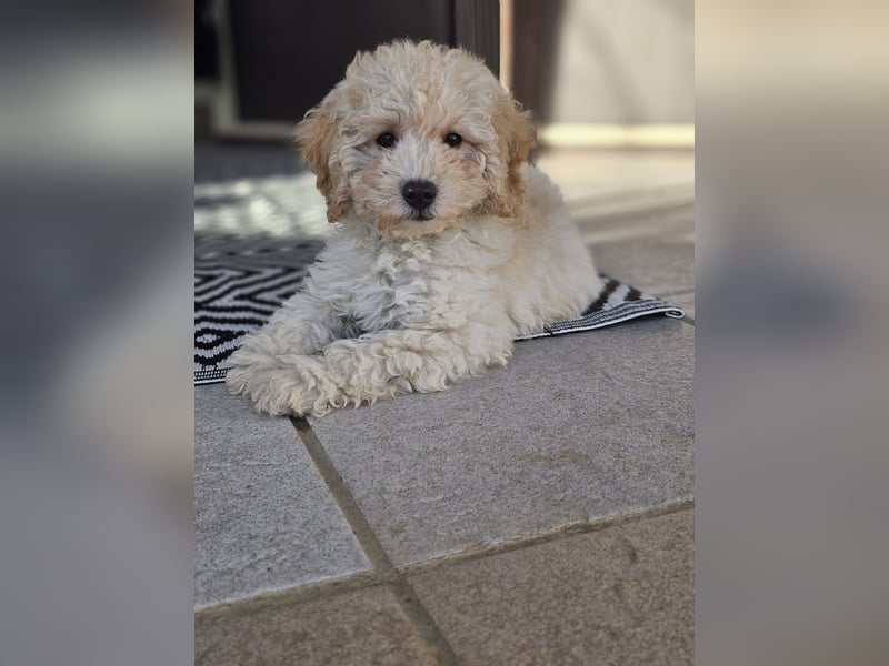 Zwerg Pudel x Maltipoo