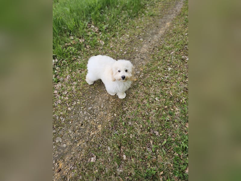 Zwerg Pudel x Maltipoo
