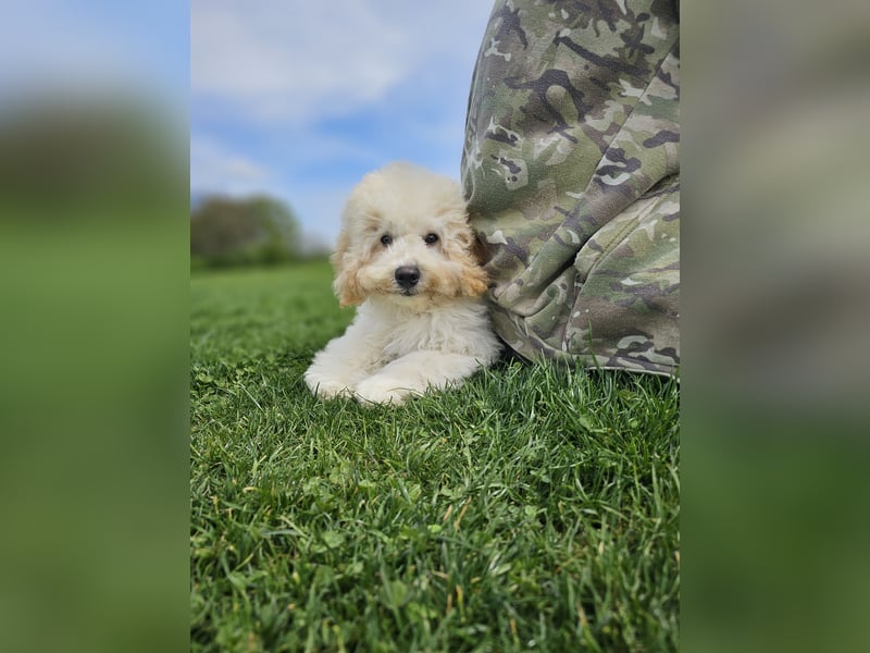 Zwerg Pudel x Maltipoo