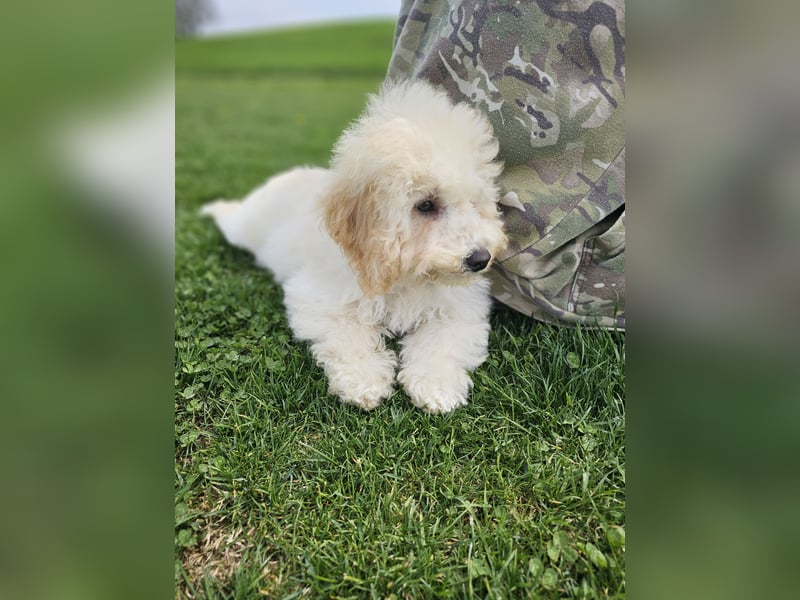 Zwerg Pudel x Maltipoo