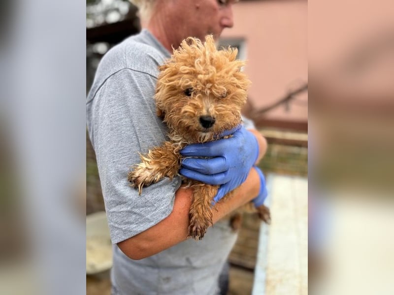 Ali, verspielter Maltipoo Welpe geb. 2025