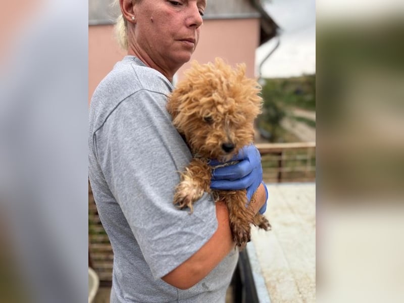 Ali, verspielter Maltipoo Welpe geb. 2025