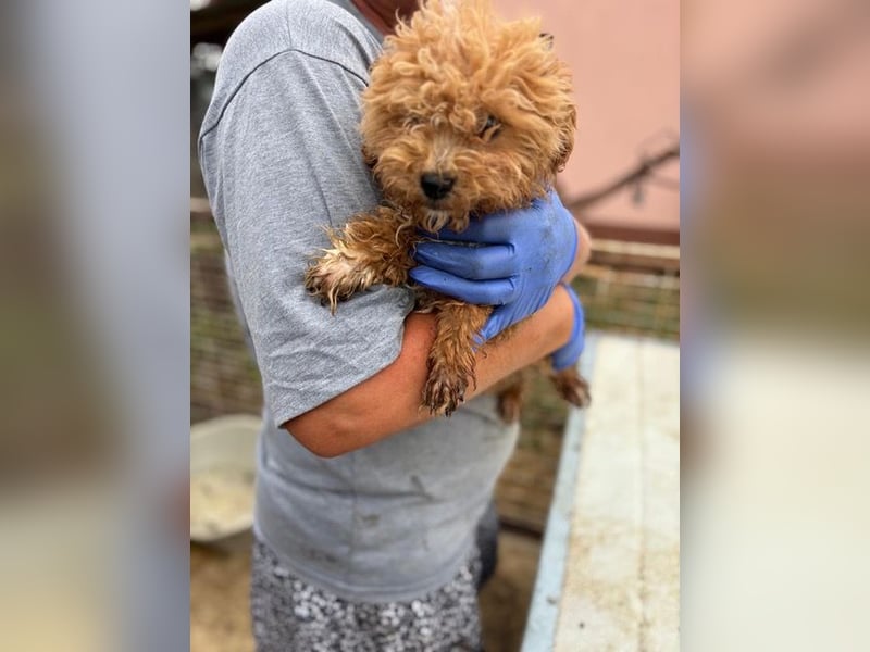 Ali, verspielter Maltipoo Welpe geb. 2025