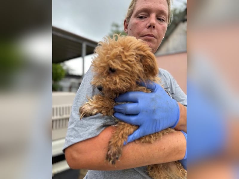 Ali, verspielter Maltipoo Welpe geb. 2025