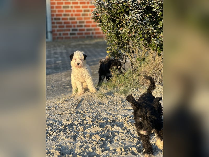 Familien Hunde erster Güte