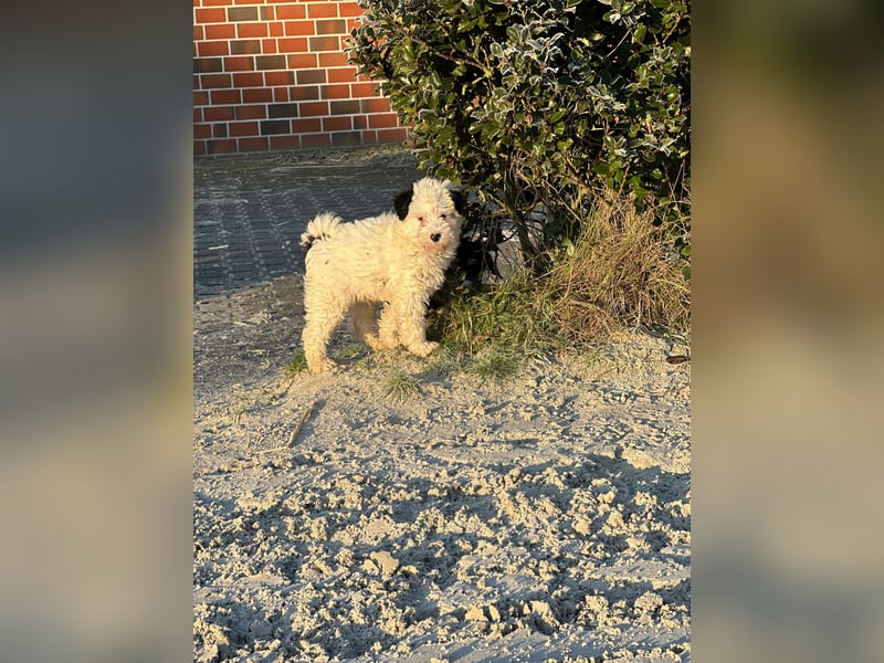 Familien Hunde erster Güte