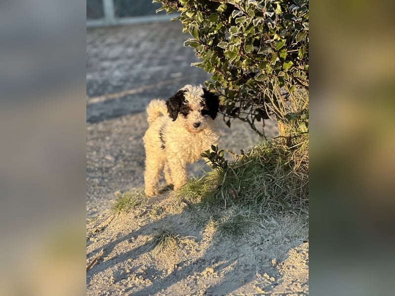 Familien Hunde erster Güte
