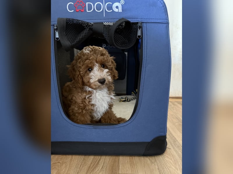 Maltipoo Welpe F1b Charlie