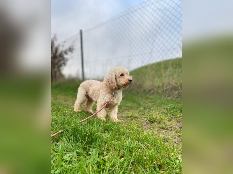 Sensibler Bobby sucht geduldige Menschen