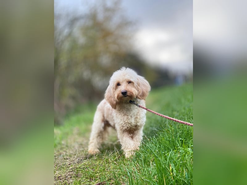 Sensibler Bobby sucht geduldige Menschen