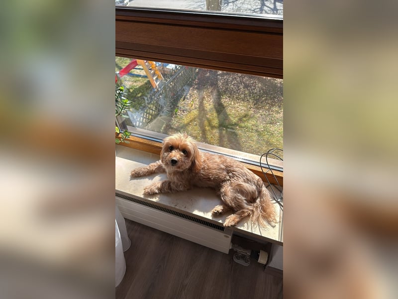 Maltipoo