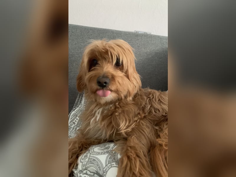 Maltipoo