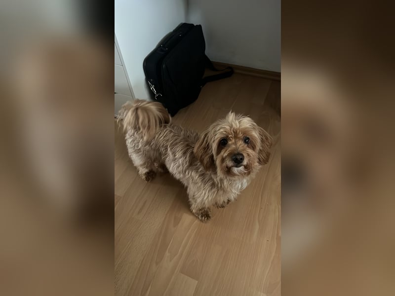Maltipoo