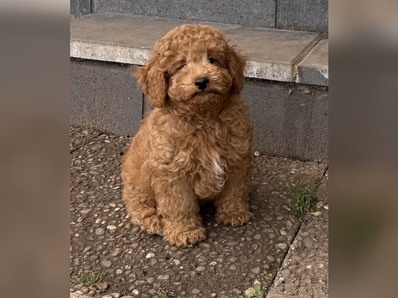 Maltipoo Welpe F1b Strolch