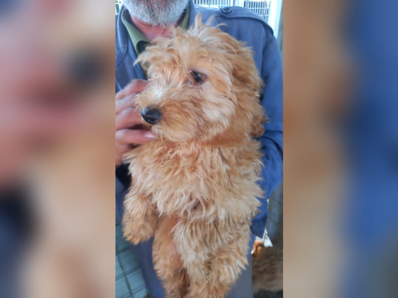 Harrison PP – Junghund mit großem Potenzial sucht liebevolles Zuhause