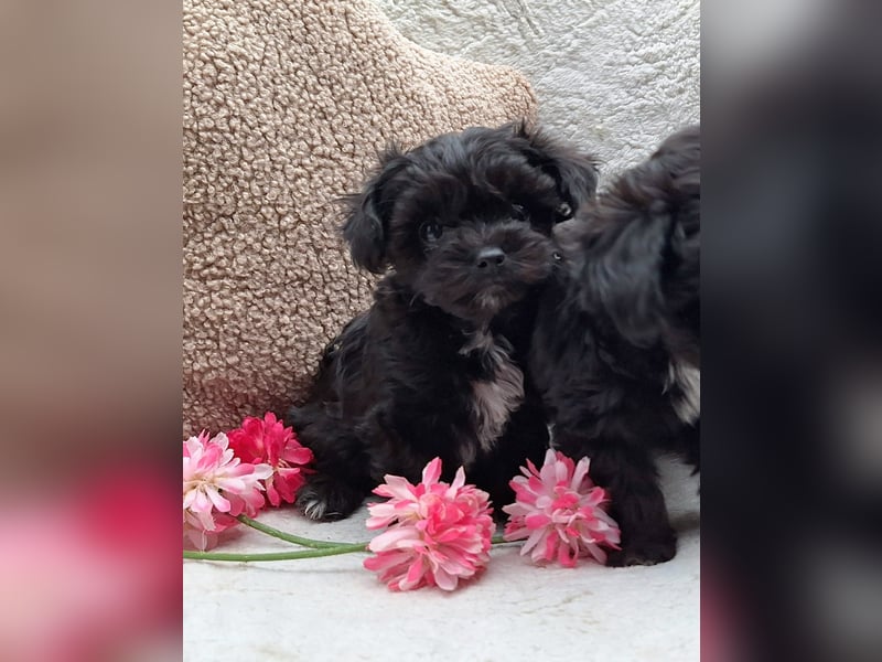 * Mini Bollipoo Welpen * 2-3 kg ausgewachsen! Toypudel x Bolonka Zwetna wie Maltipoo