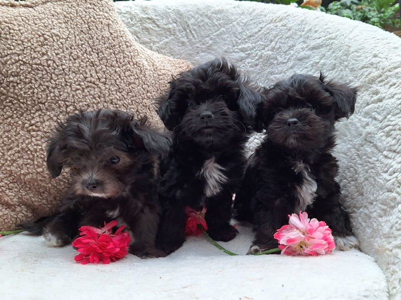 * Mini Bollipoo Welpen * 2-3 kg ausgewachsen! Toypudel x Bolonka Zwetna wie Maltipoo