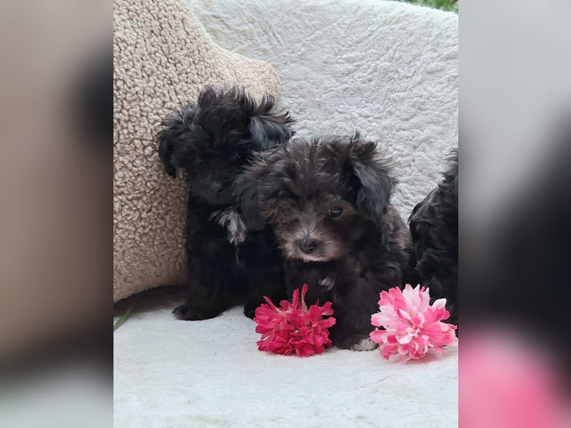 * Mini Bollipoo Welpen * 2-3 kg ausgewachsen! Toypudel x Bolonka Zwetna wie Maltipoo