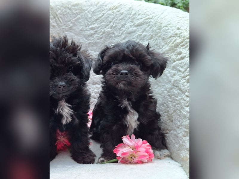 * Mini Bollipoo Welpen * 2-3 kg ausgewachsen! Toypudel x Bolonka Zwetna wie Maltipoo