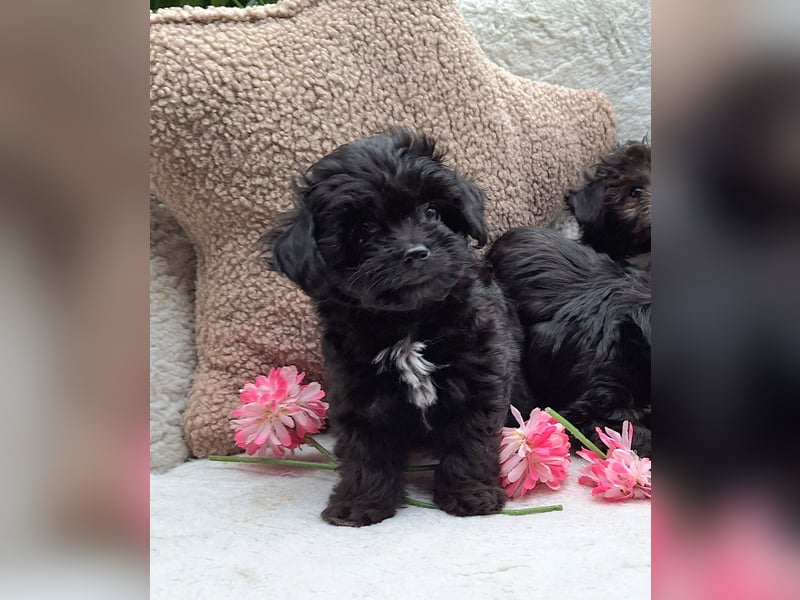 * Mini Bollipoo Welpen * 2-3 kg ausgewachsen! Toypudel x Bolonka Zwetna wie Maltipoo