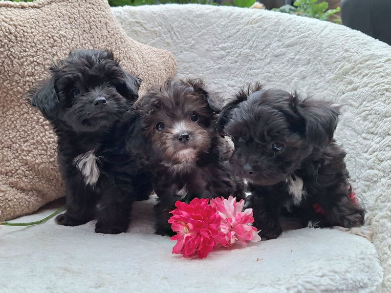 * Mini Bollipoo Welpen * 2-3 kg ausgewachsen! Toypudel x Bolonka Zwetna wie Maltipoo